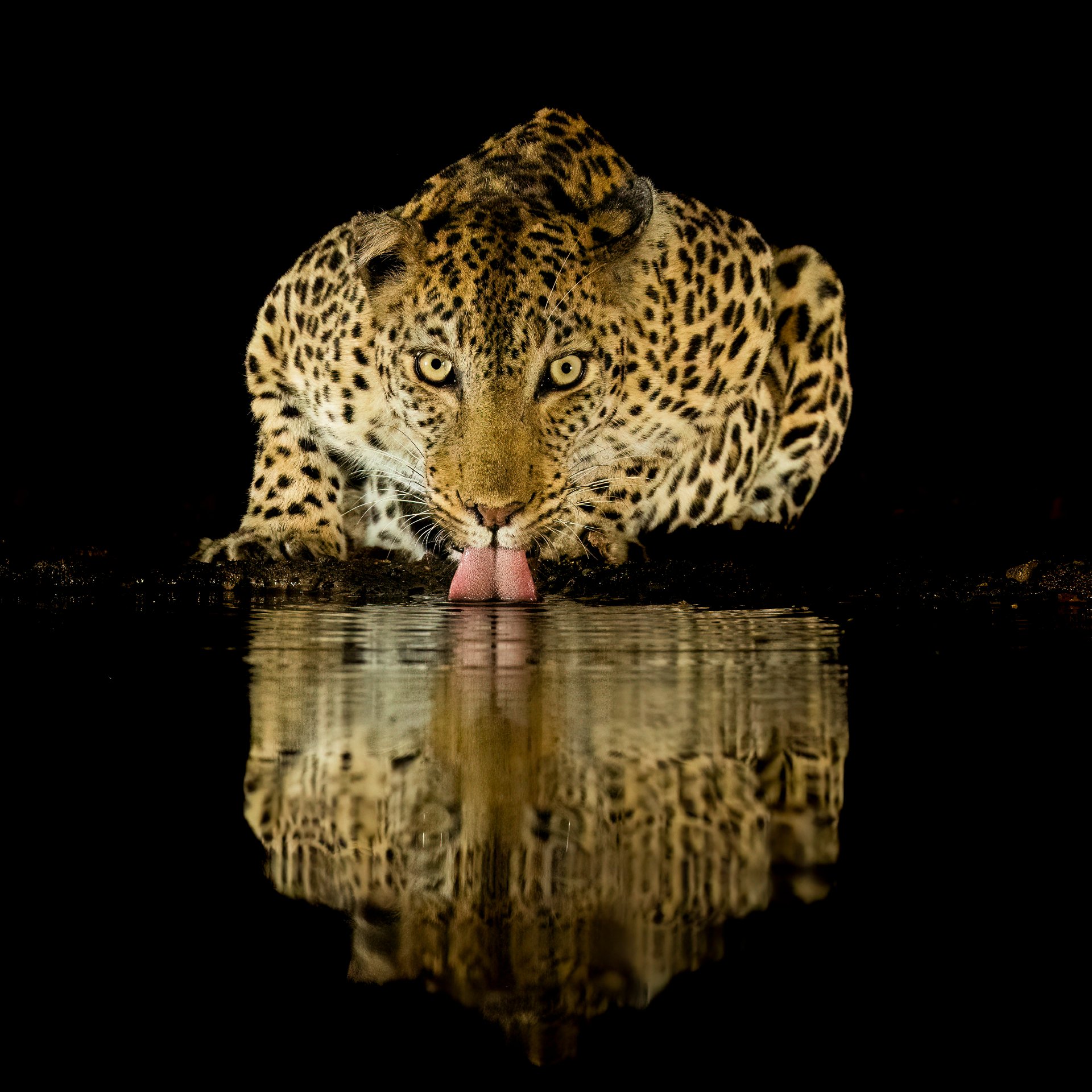 Leopard @ night 2