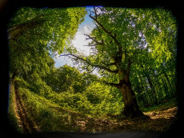 In The Forest