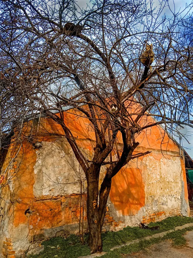 Tree