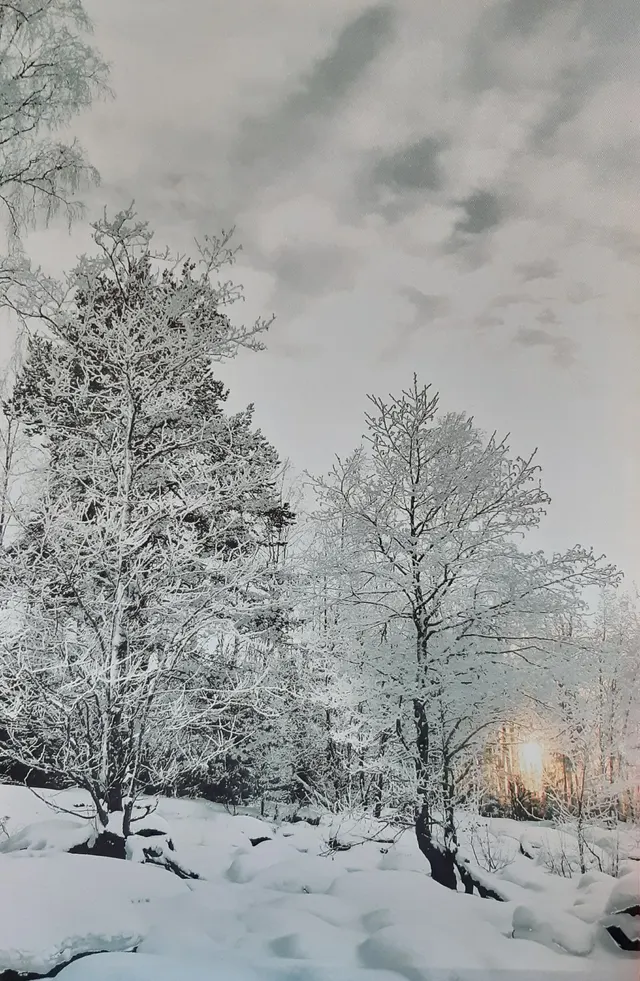 Sneeuwlandschap