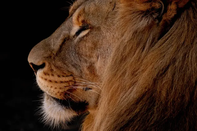 Lion king