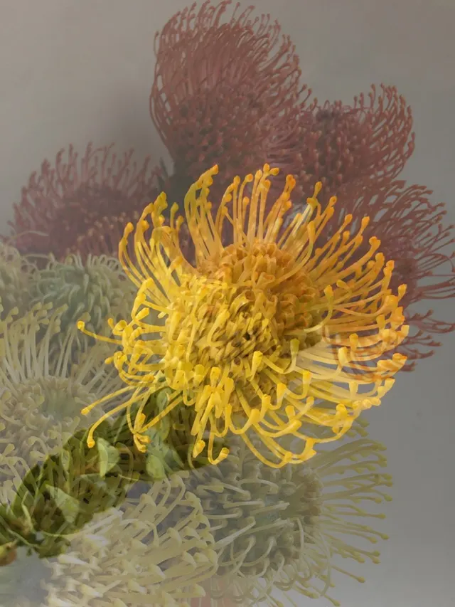 flora