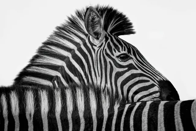 White stripes