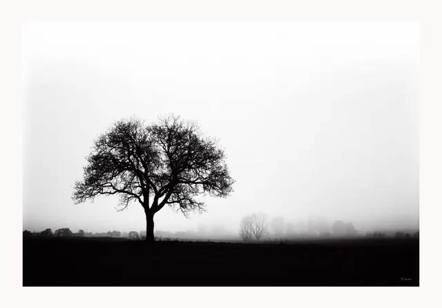 The Lone Oak
