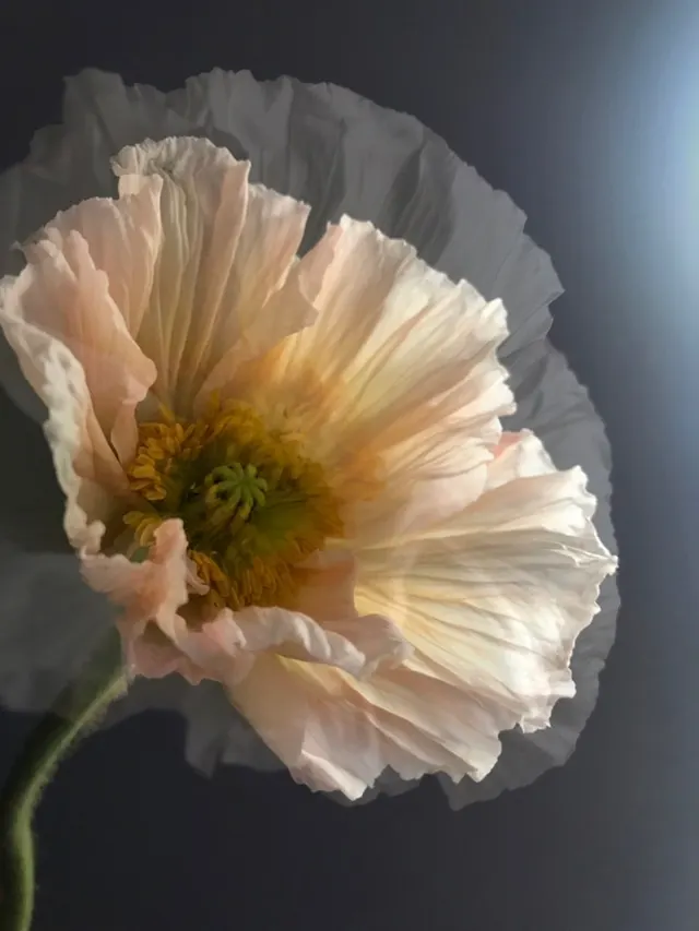 flora