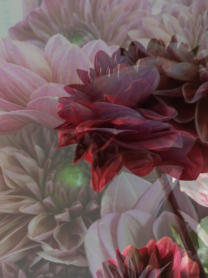 flora