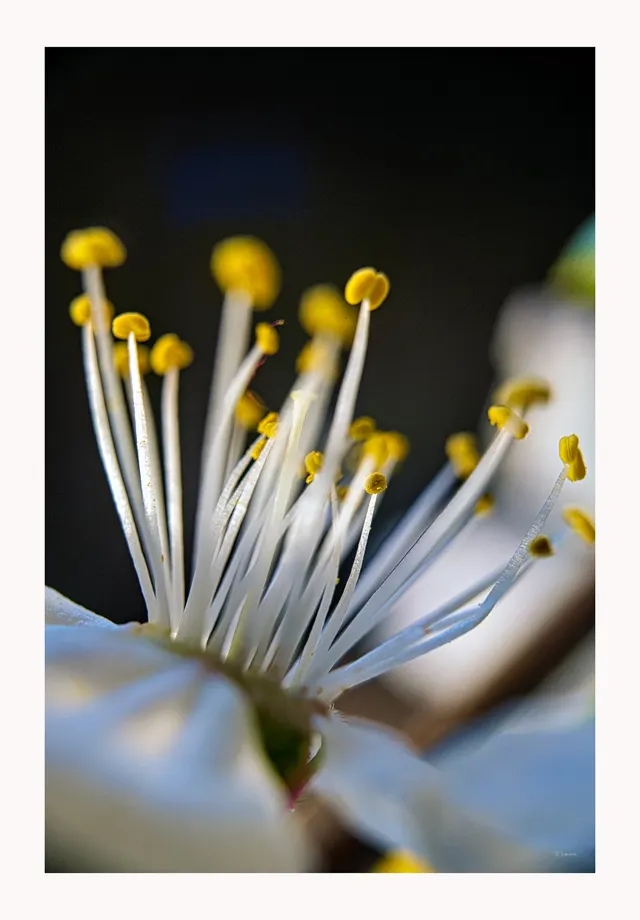 Efflorescence