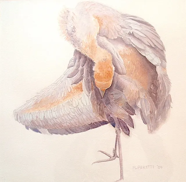 Juvenile Black-necked Crane