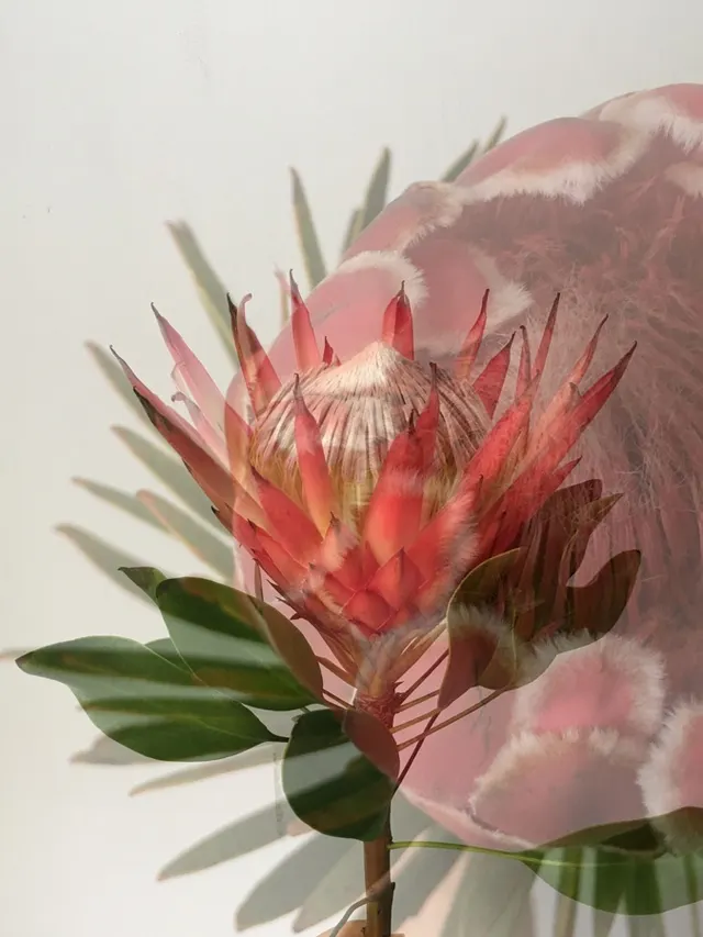 flora