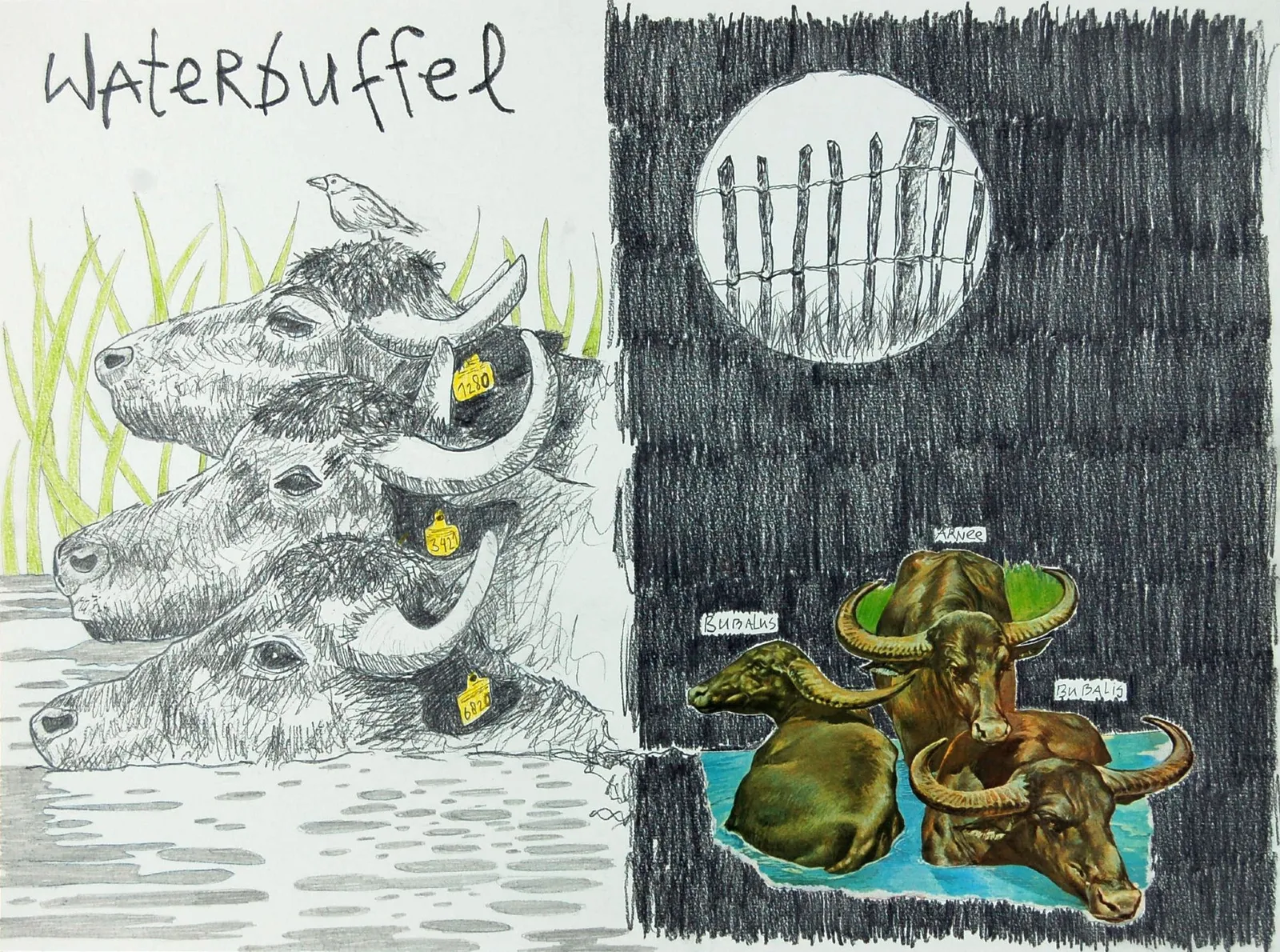 Waterbuffel I Water buffelo
