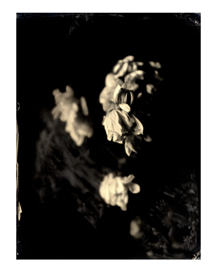 Untitled Ambrotype #33