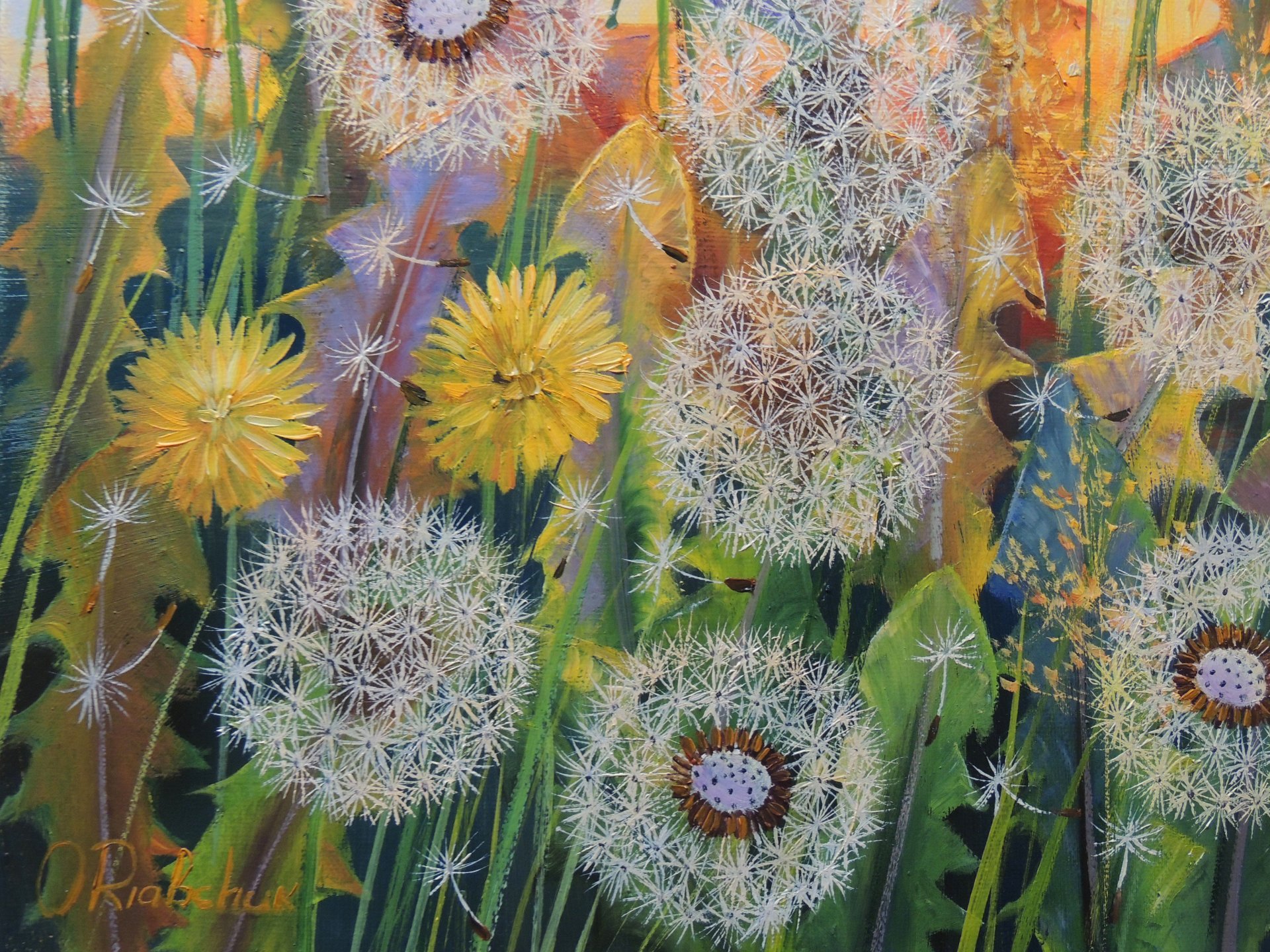 Dandelion Dreams