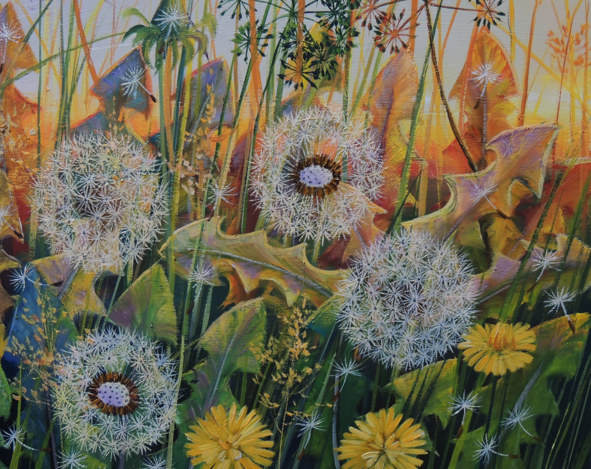 Dandelion Dreams