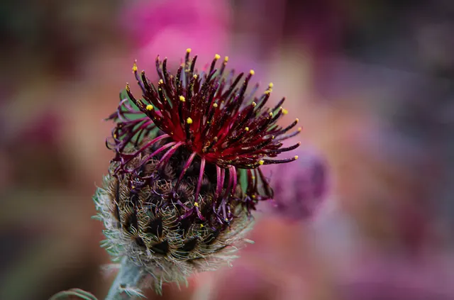 Blood Cornflower