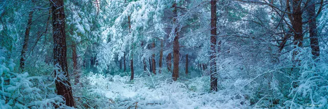 Enchanted Forest