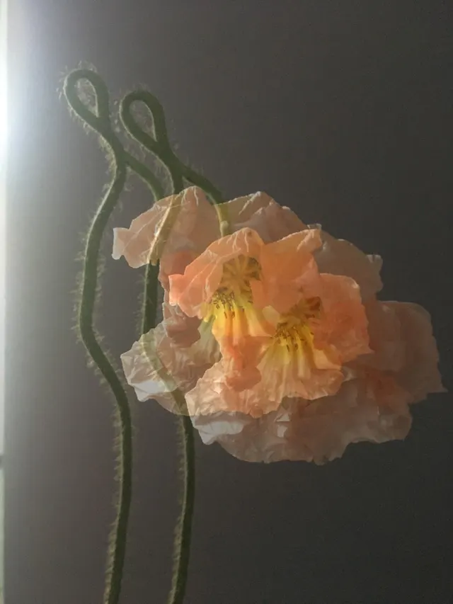 flora