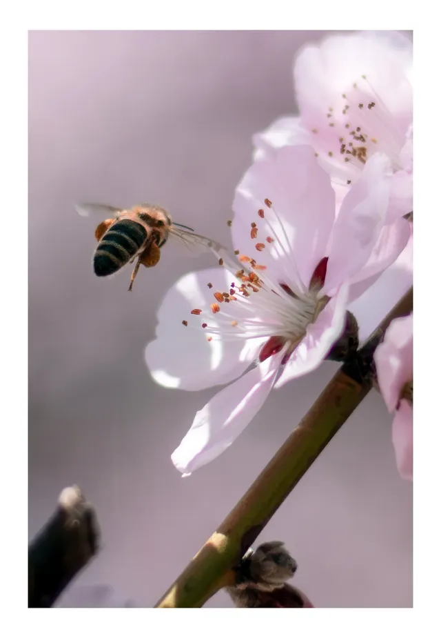 The Dance of Spring