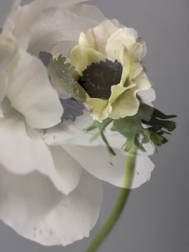 flora