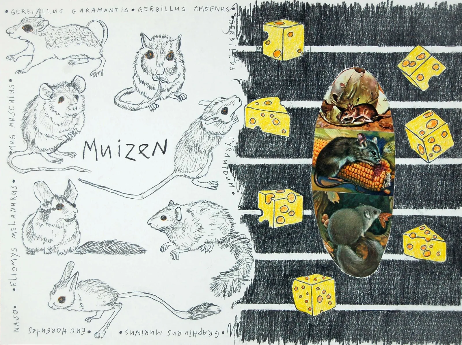 Muizen I Mice