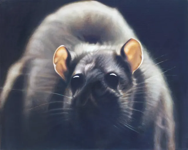rat