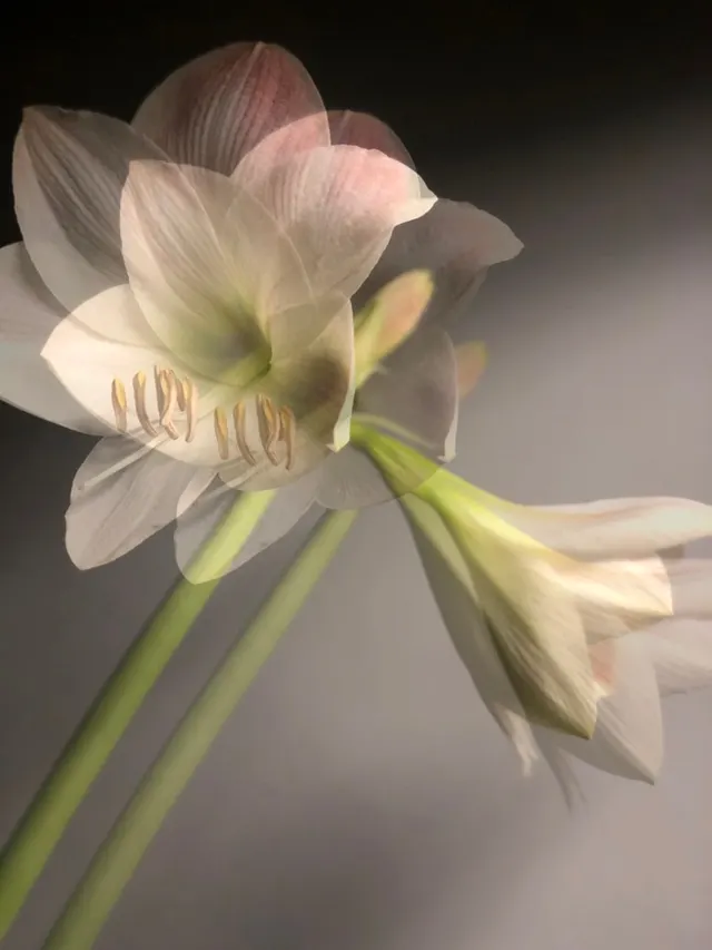 flora