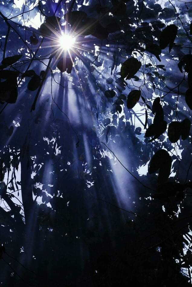 Morning Sunshine