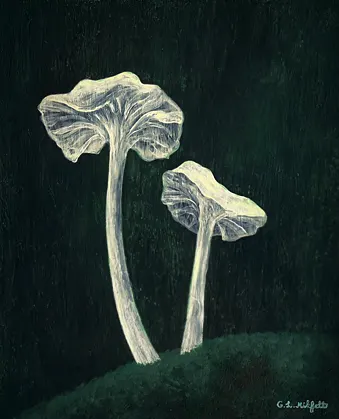 Delicatula Integrella