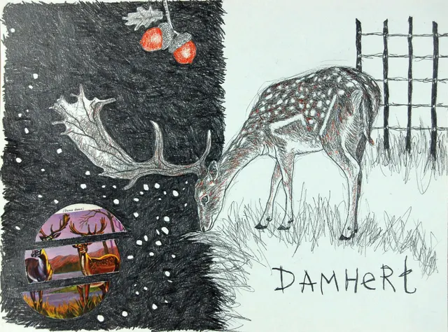 Damhert I Fallow deer