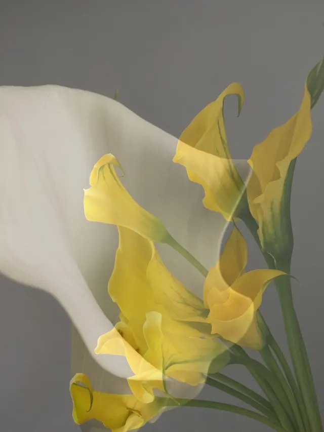 flora