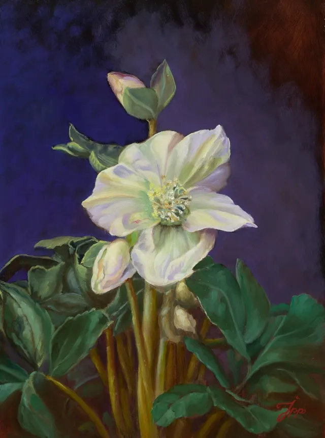 Helleborus Niger