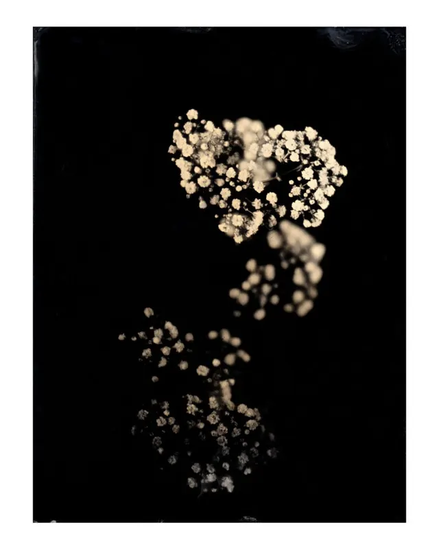 Untitled Ambrotype #28