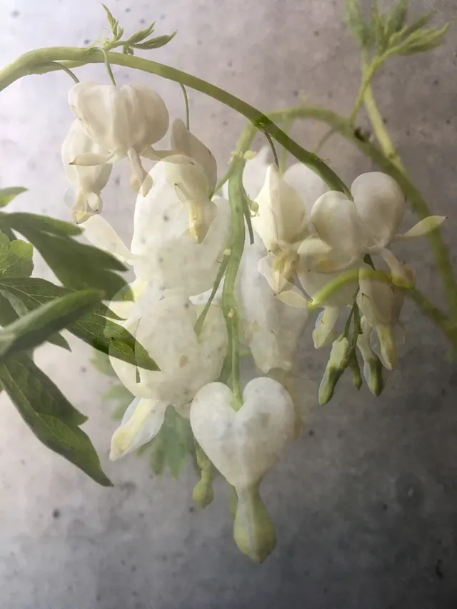 flora