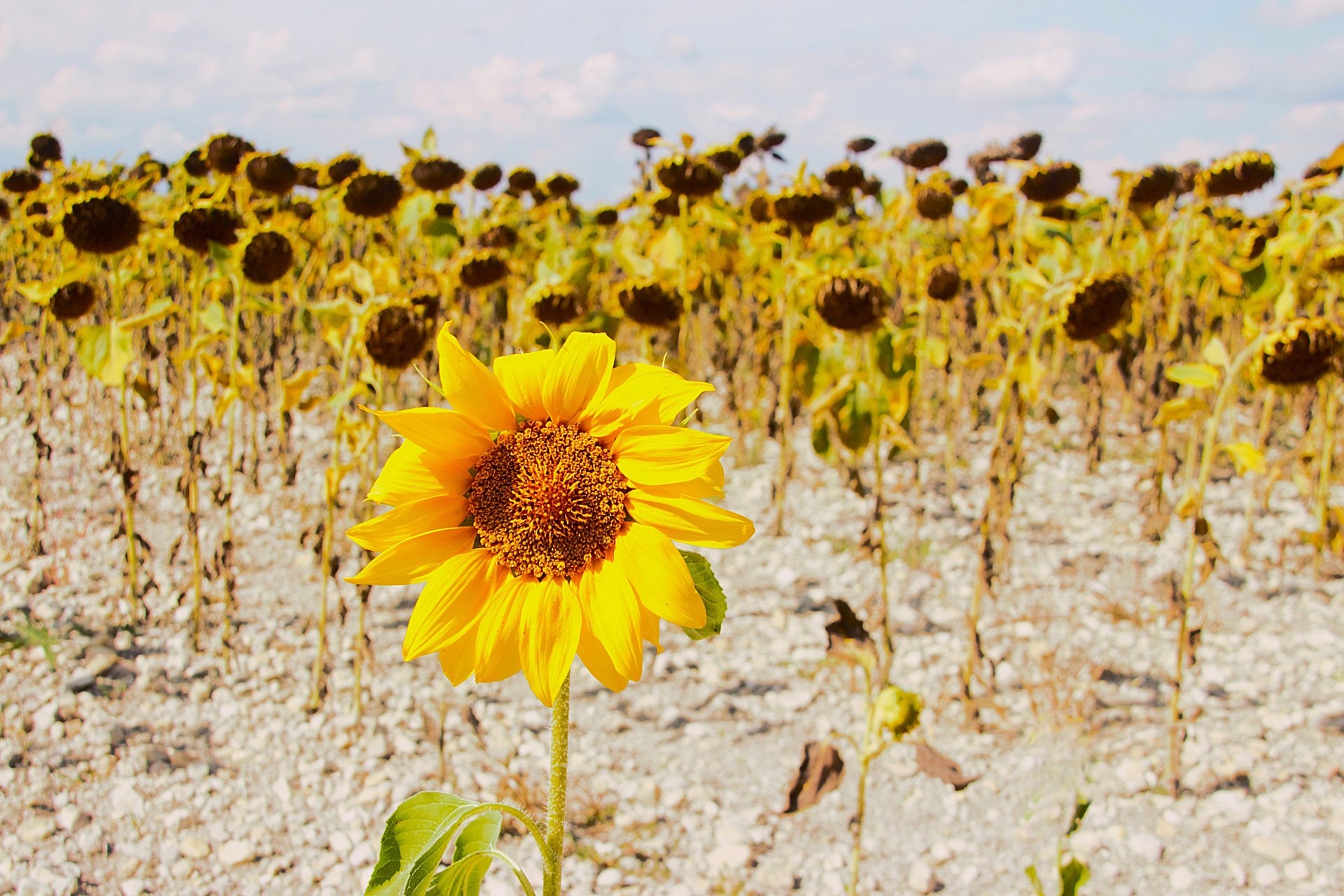 Zonnebloem