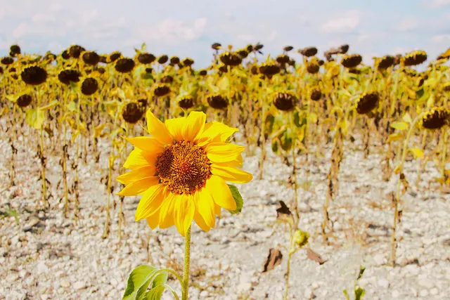 Zonnebloem