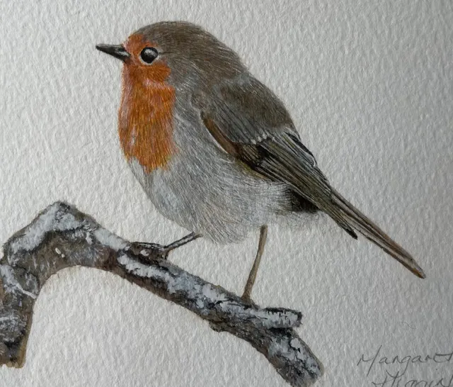 Robin Red Breast
