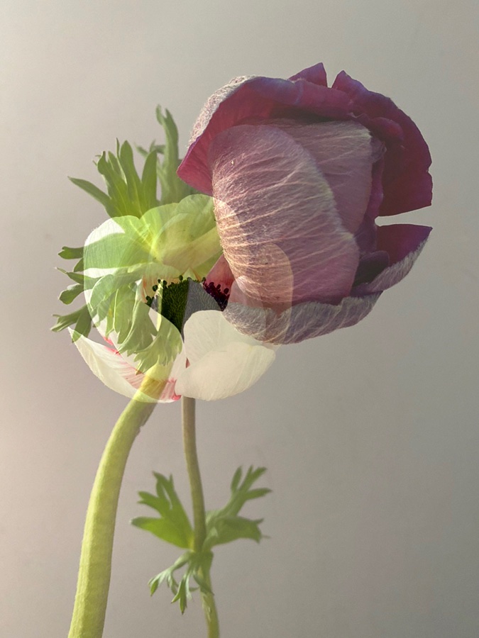 flora