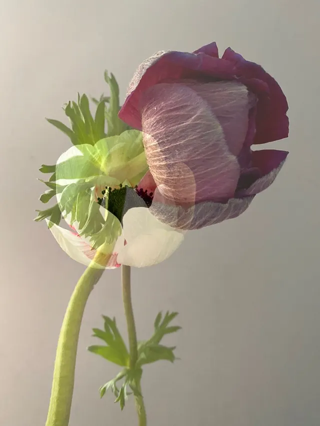 flora