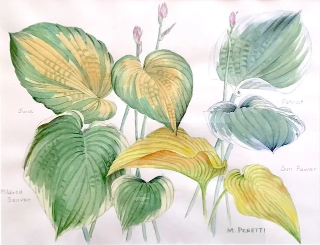 Hosta Varieties