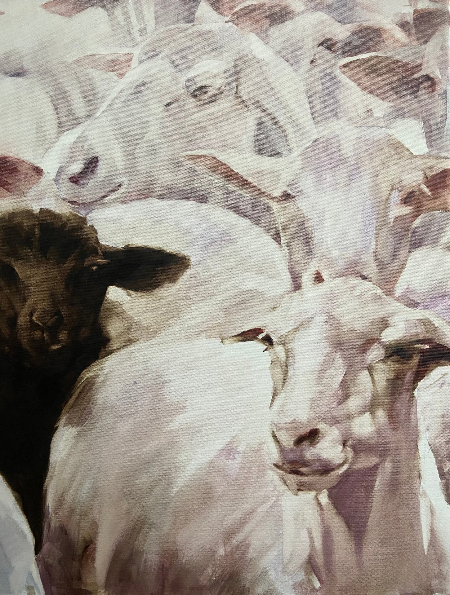 Black Sheep.