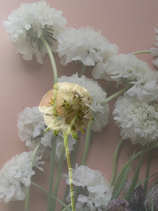 flora