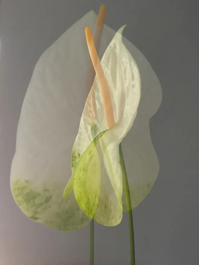 flora