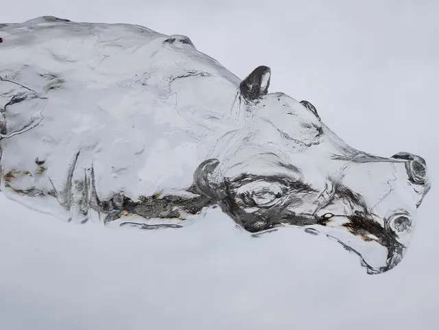 Hippo in disguise