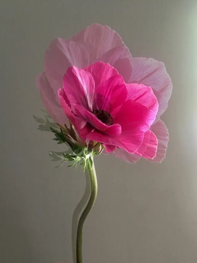 flora