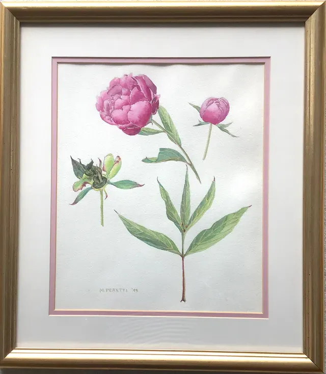 J. H. Wigell Paeonia