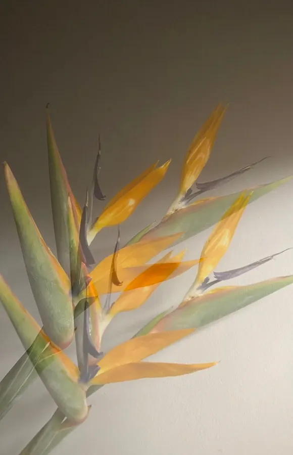 flora