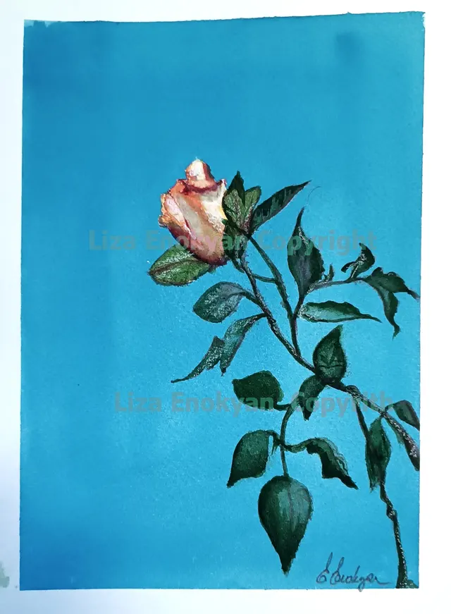 Solitary Rose