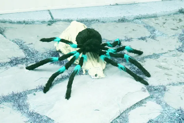 Jumping Spider