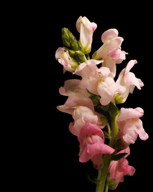 Antirrhinum Majus