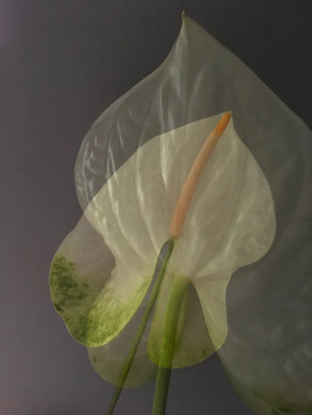 flora