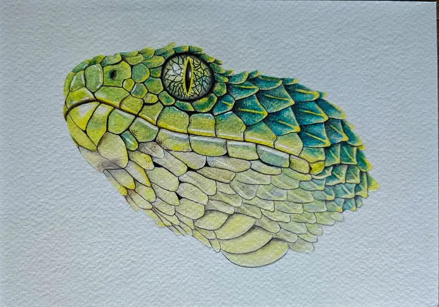 Atheris squamigera